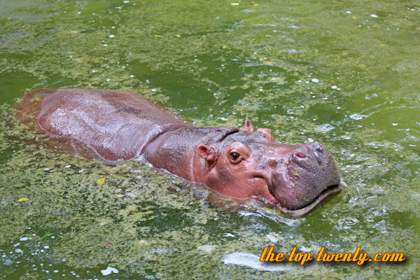 Hippopotamus hippo tall